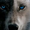 lobo0263