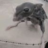 ratpo00