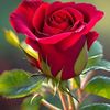 sebine.060