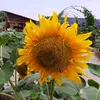 azizah73_