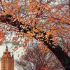 autumninthecity