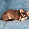 alaskan.klee.kai.spain