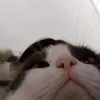 fearl2ss
