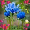nildaholanda6