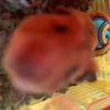 pluto_the_hamster1