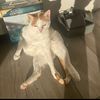 shiraz_tacocat