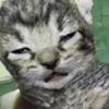 stinkinrat_
