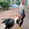 yantobudiiii