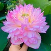 thanh.binh.truong70