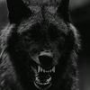 user1592860_wolf