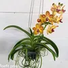 barijayaorchid