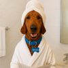 brunodapoodle