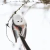 wzvssrdzj5