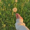 dandelion_cookies