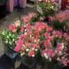 malikamalika060225