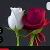 user7338760221245
