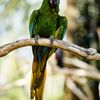 east_parrot