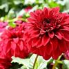 khadija.akter15216