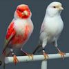 youness_birds