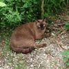 meowindy003
