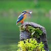 দুষ্টু কবি চাঁপাইনবাবগঞ্জ