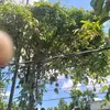 haidangho07