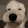 lumoreiratavares