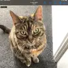 rosie_x2x4xx