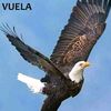 espinozat2601gmail.com
