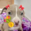cachorrinha_ravena