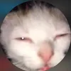 lil_doctaa_0