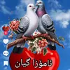 kura.axaa75
