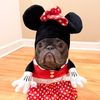 lazyfrenchiedaisy