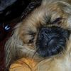 _khopa_