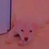 insana_unichan9