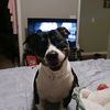 mypup613
