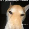 dp_sychip