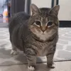 mamacat.com