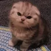 hello_im.linda
