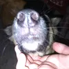 bihnocjww