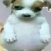 drxzvsvorg0