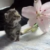 lillillilililil