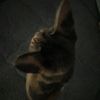 meowmeowmeowowowow