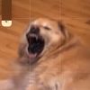 felleubpfrs