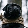 0vlapug0
