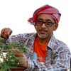 petani.bonsai.kemudi