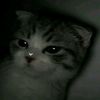 lucy_nm_