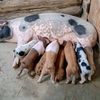mugohfarmbackup