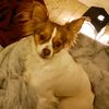 pixie_girl0884