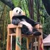 pandamarahhuft
